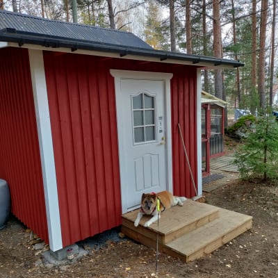 En hund ligger framför den nya farstun på Lovisa katthus.