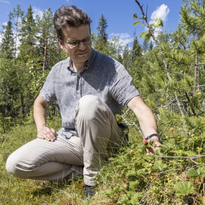 Luonnovarakeskuksen erikoistutkija Rainer Peltola hiplaa Hillan suppuja Ounasvaaralla Rovaniemellä.