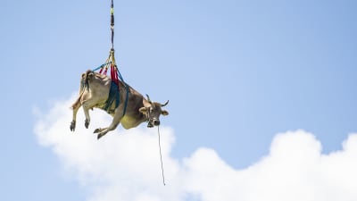 En ko flyttas med kran och hänger därmed fritt i luften mot en klar himmel.
