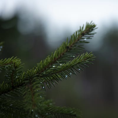 Kuusen oksa metsässä Laukaassa.