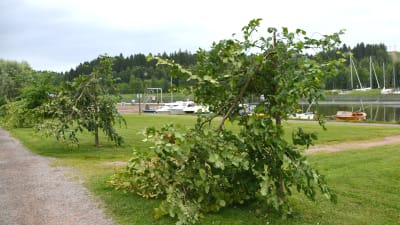 På bilden synns två almar som brutits av på mitten. I bakgrunden gräs samt båtar på Borgå å.