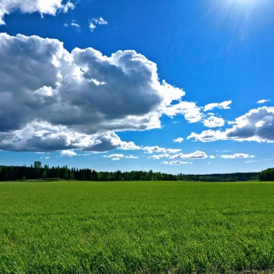 Viljapeltoja auringossa alkukesänä