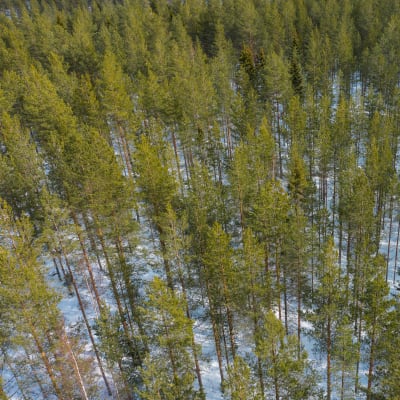 Kuusimetsää.