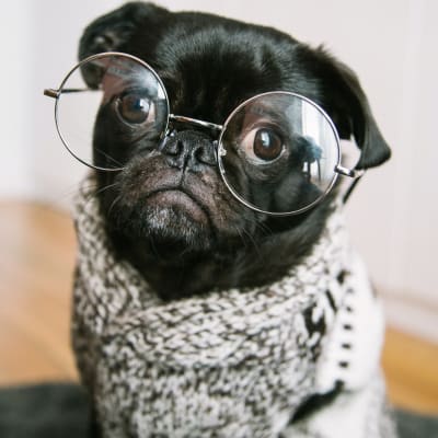 en liten hund med stora ögon och runda glasögon på den platta nosen ser på dig med fundersam blick