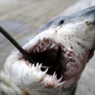 Jaws (Elokuva) - uusimmat sisällöt – 
