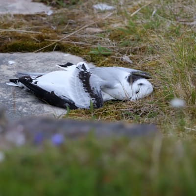 Kuollut lintu makaa kiven päällä Norjan Vesisaaressa, jossa lintuinfluenssa leviää.