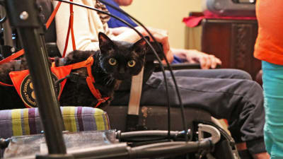En svart katt står på en stol. Katten har en arbetssele på. Katten besöker ett ålderdomshem och en del av en rullstol syns i bilden.