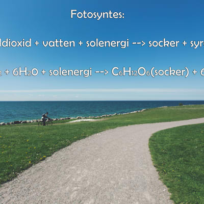 formeln för fotosyntes