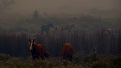Några hästar står i röken från bränderna.