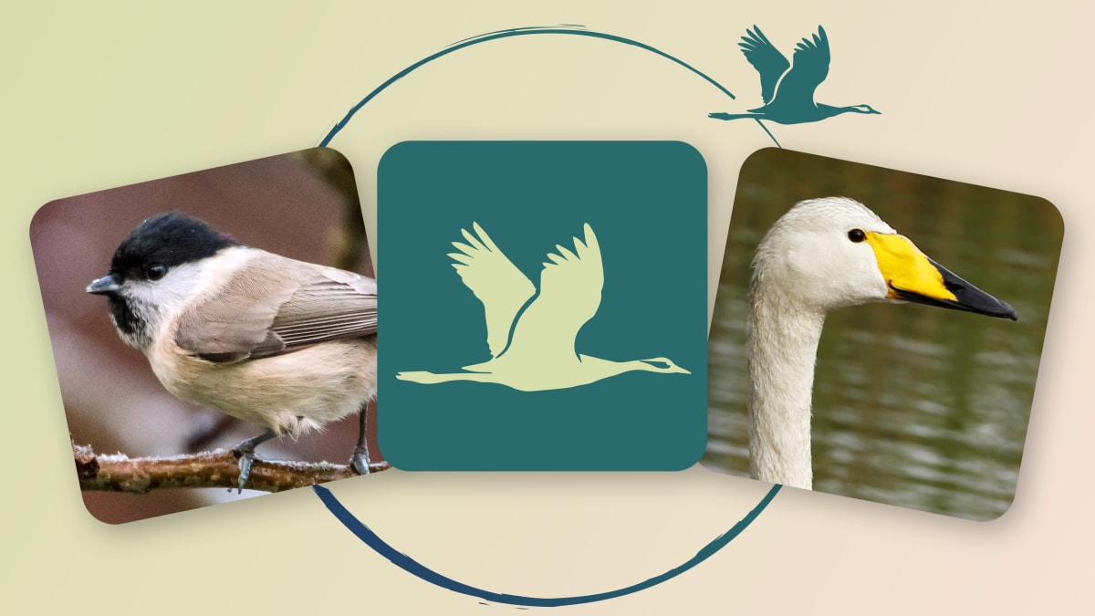Tässä pelissä voit yrittää löytää kuvaparin myös äänen perusteella. Muuttolintujen kevät on kokonaisuus, joka muodostuu verkossa, somessa ja radiossa tapahtuvasta lintujen kevätmuuton seurannasta. 