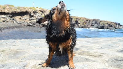 En blöt liten hund på stranden i solen.