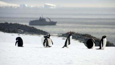 Pingviner på snö i Antarktis med chilenskt forskningsfartyg i bakgrunden.