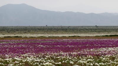 Blommor i Atacamaöknen 2017.