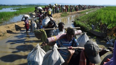 Flyktingar från den muslimska minoriteten rohingya på väg till ett flyktingläger i Bangladesh 3.11.2017.