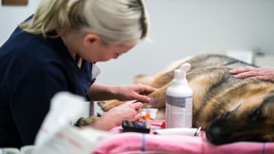 Blodprov på hund