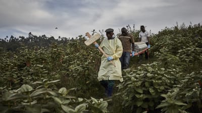 Begravning av ebolaoffer i Butembo,  Kongo 17.5.2019