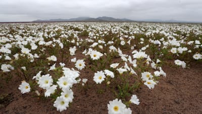 Blommor i Atacamaöknen 2017.