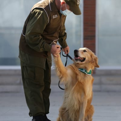 En polishund i Chile med sin tränare.