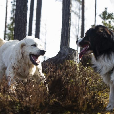 Två hundar leker i skogen.