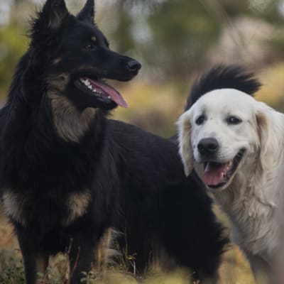 En svart och en vit hund i en skog. 
