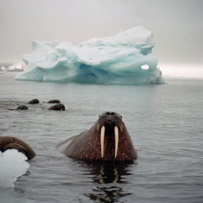 Valrossar i havet i Arktis.