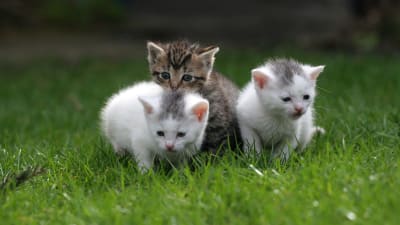 Tre små kattungar på en gräsmatta.