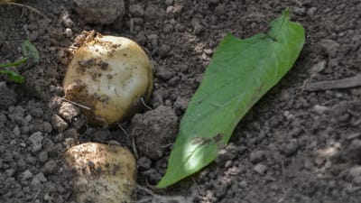 Potatisesorten Timo i framgrävd i potatislandet