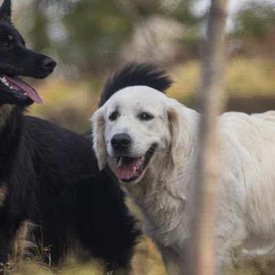 En svart och en vit hund i en skog. 