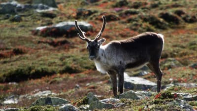 En ensam ren med stora horn tittar mot kameran.