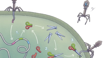 Illustration av CRISPR/Cas 9 mekanismen hos bakterier.