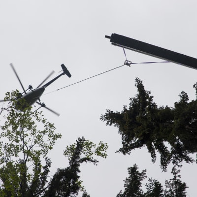 Helikopteri kuljettaa puutavaraa