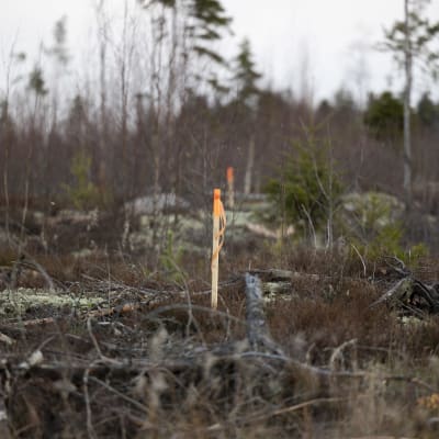 Hakattua metsäaluetta, jonka keskellä nököttää puinen merkkikeppi.