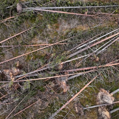 Ilmakuvassa suoraan ylhäältä nähtynä myrskyn kaatamaa metsää Taivalkoskella.