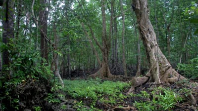Tropisk skog i Papua Nya Guinea.