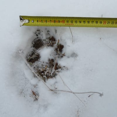 Ett spår i snön av en varg som någon mäter med ett måttband.
