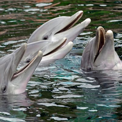 Tre delfiner i vatten. Delfinernas huvuden är ovanför vattenytan och de ser ut att le och de visra tänderna.