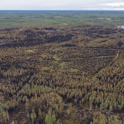 Palanutta metsää.