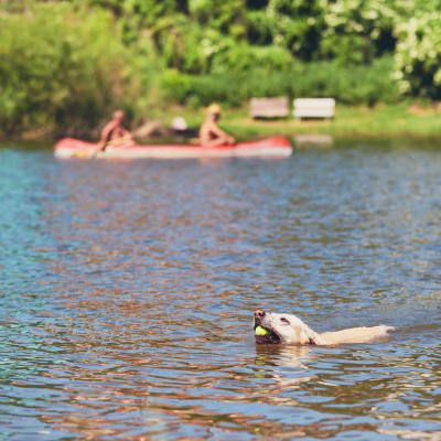 Hund simmar med tennisboll i munnen, i bakgrunden paddlar två personer kanot.