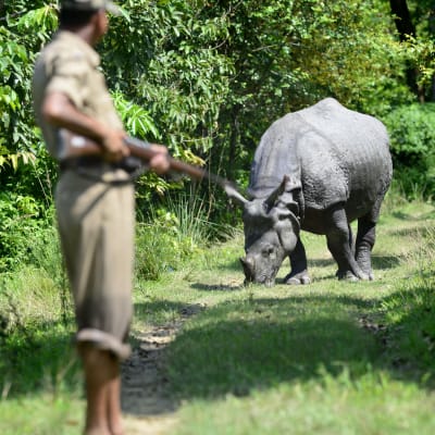 A forest guard keeps up vigil on a one- horned Rhino which takes shelter on higher land inside Pobitora Wild Life Sanctuary in the flood affected Morigaon district of Assam, India, 09 September 2013. Heavy rainfall over the last week in neighbouring Aruna