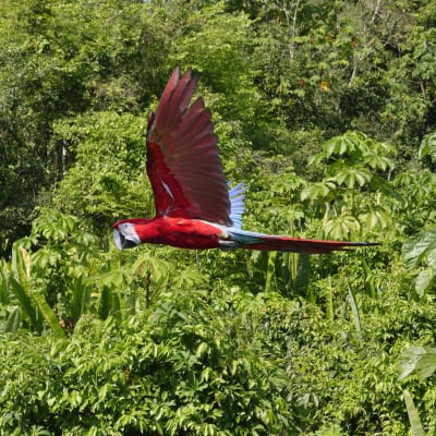 Papegoja flyger i Amazonas regnskog.