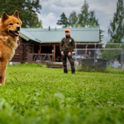 Den finska spetsen Äijä, en rödbrun lurvig hund, med Kyösti Husu, en grönklädd man. I bakgrunden ett stockhus.