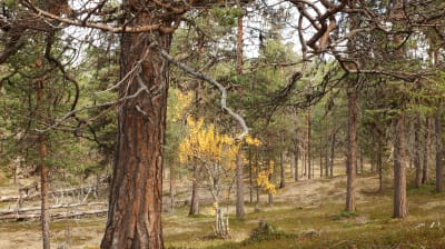 Kuvassa on suojeltua metsää Enontekiöllä. Tiheässä männikössä on monen ikäisiä puita ja myös kaatuneita keloja.