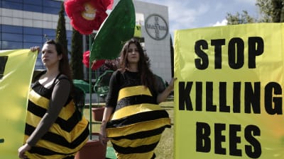 Greenpeacemedlemmar demonstrerar mot bekämpningsmedel som dödar bin