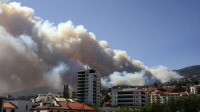 Skogsbränder i Funchal. Madeira.