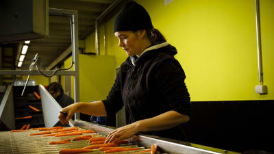 Rosmarie Finne sorterar morötter