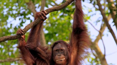 Orangutang på Borneo