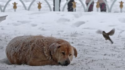 Också djuren fryser i snöigt Istanbul.