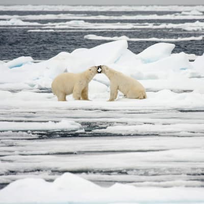 Kaksi jääkarhua jäälautalla