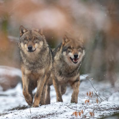 Två vargar går i skogen på snötäckt mark.