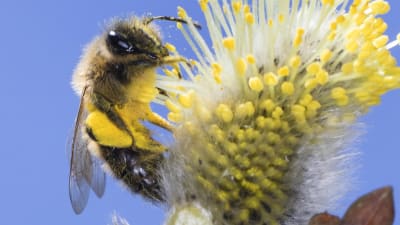 ett bi sitter på en blomma.